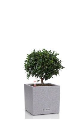 Мирт в CANTO STONE 14, серый камень Мирт в CANTO STONE 14, серый камень