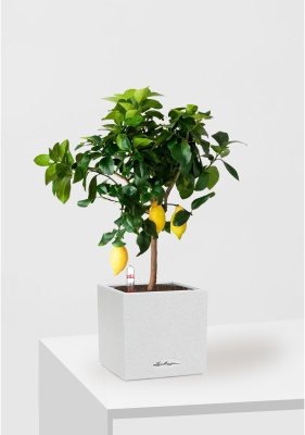 Цитрус Лимон 21/80 см в CANTO STONE LOW 30, песочный белый