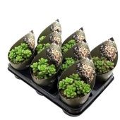 Седум Lucidum d10.5 см h12.5 см Седум Lucidum d10.5 см h12.5 см