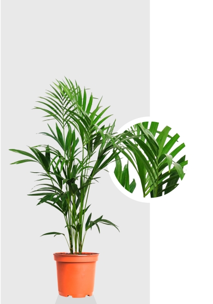 Ховея Кентия 24/150 см