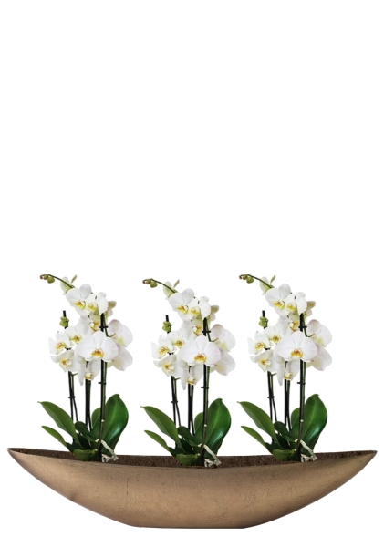 Орхидея Фаленопсис Кембридж белая 12/70 см в TREEZ Effectory, Ваза-Лодка, Большая Орхидея Фаленопсис Кембридж белая 12/70 см в TREEZ Effectory, Ваза-Лодка, Большая