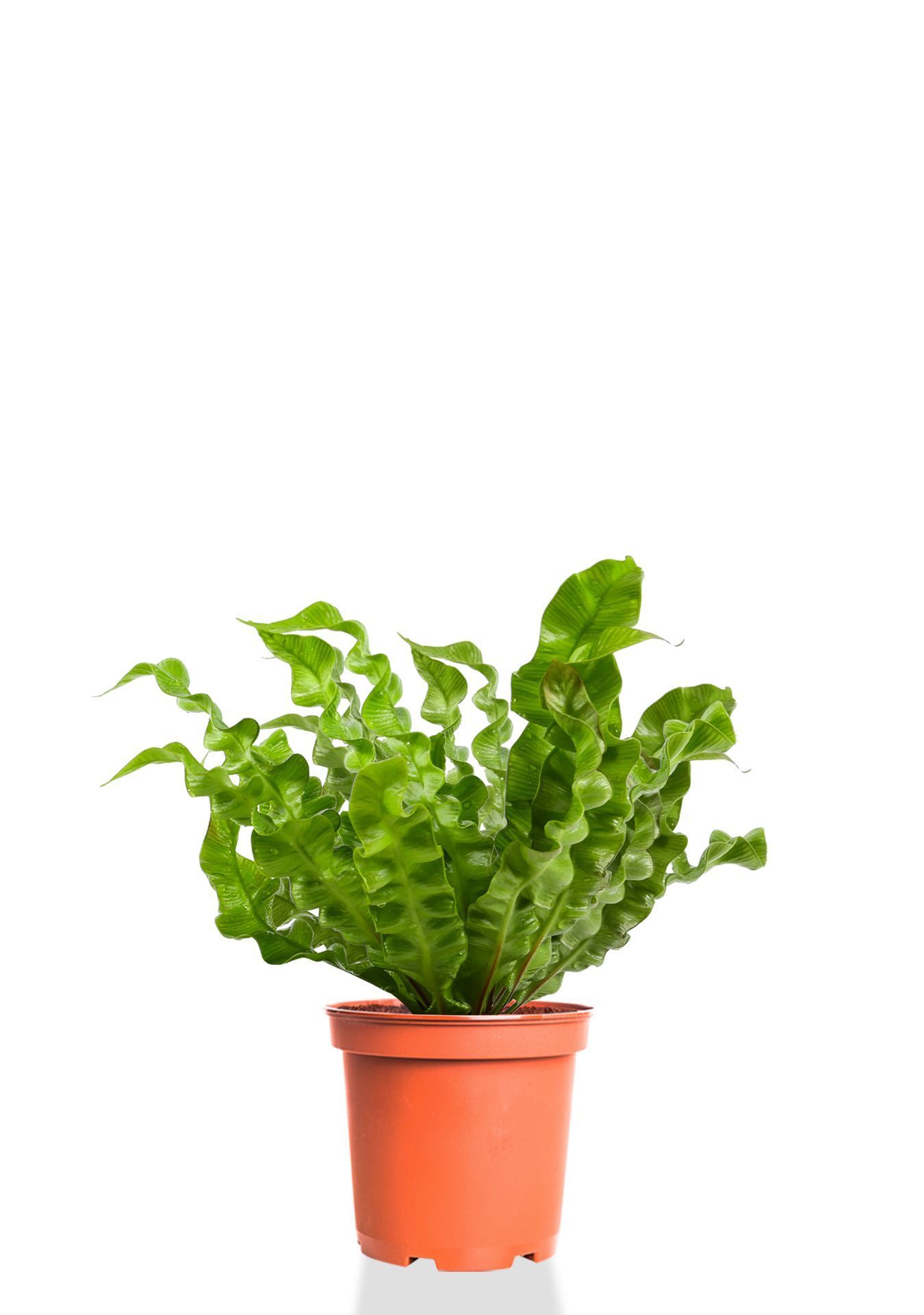 Асплениум Криспи Вейв 12/30 см Асплениум Криспи Вейв 12/30 см