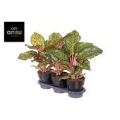 Аглаонема Карнивал Квин "Carnival Queen" 19/50 см Аглаонема Карнивал Квин "Carnival Queen" 19/50 см