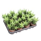 Алоэ Скуаросса d8.5 см h12.5 см