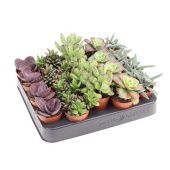 Суккуленты микс d5.5 см h8 см тип 4