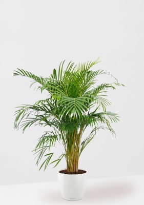 Хризалидокарпус Арека в CLASSICO COLOR 35, белый 