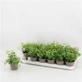 Фикус Пумила White Sunny d9 см h15 см