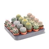 Кактусы микс d5.5 см h8 см тип 2