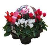 Цикламен Верано Mix 4-pack d9 см h12.5 см