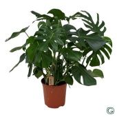 Монстера Делициоза d27 см h90 см