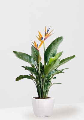 Стрелиция Регина 26/150 см в QUADRO LS 28