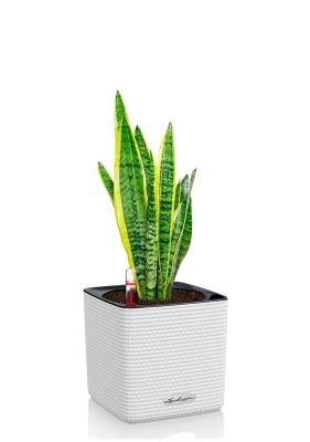 Сансевиерия Лауренти 14/45 см в CUBE COLOR 16, белый Сансевиерия Лауренти 14/45 см в CUBE COLOR 16, белый