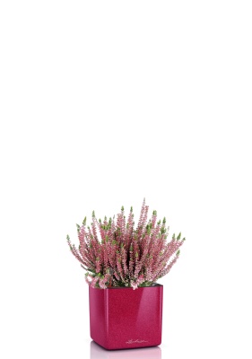 Вереск (Эрика) розовый в CUBE GLOSSY KISS 14