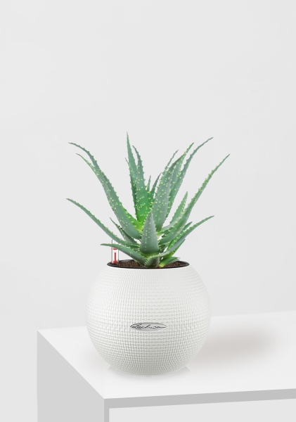 Алоэ 12/30 см в PURO 20 Алоэ 12/30 см в PURO 20