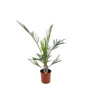 Финик канарский d17 см h90 см