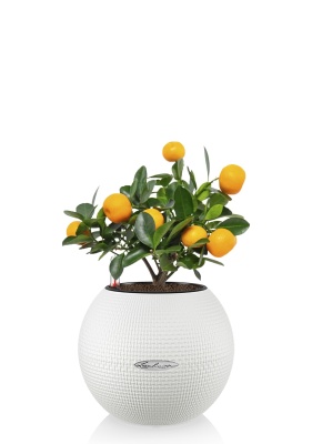 Цитрус Каламондин 12/30 см в PURO 20, белый Цитрус Каламондин 12/30 см в PURO 20, белый