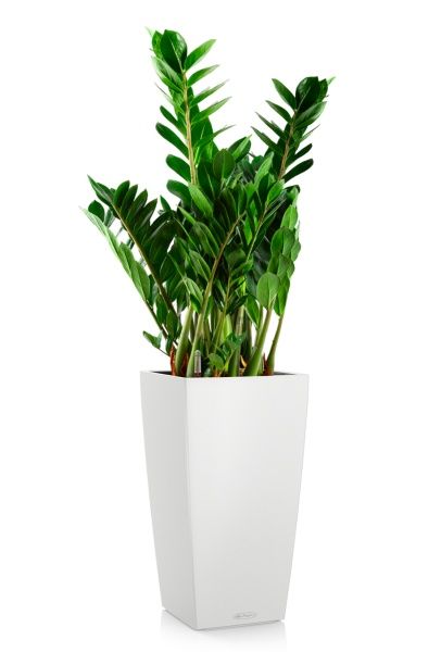 Замиокулькас 21/80 см в CUBICO COLOR 30