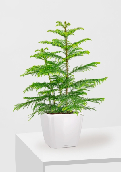 Араукария 19/90 см в QUADRO LS 28