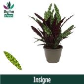 Калатея Лансифолия d32 см h85 см