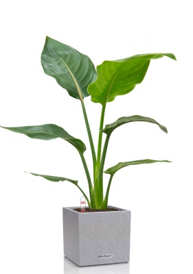 Стрелиция Регина 24/100 см в CANTO STONE LOW 30, серый камень