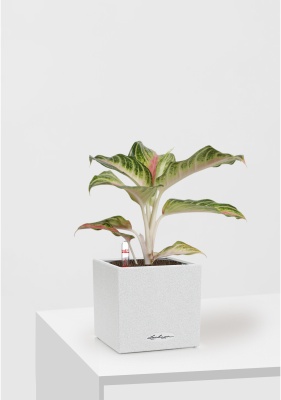 Аглаонема Айкетчер 12/30 см в CANTO STONE 14 Аглаонема Айкетчер 12/30 см в CANTO STONE 14