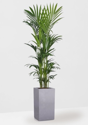 Ховея Кентия 31/220 см в CANTO STONE HIGHT 40 Ховея Кентия 31/220 см в CANTO STONE HIGHT 40