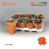 Каланхоэ Calandiva Moments Indian Summer Orange микс d12 см h24 см Каланхоэ Calandiva Moments Indian Summer Orange микс d12 см h24 см