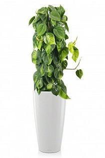 Филодендрон Бразил RONDO 32