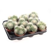 Эхинокактус Грузони Dubbel мини d10.5 см h12.5 см Эхинокактус Грузони Dubbel мини d10.5 см h12.5 см