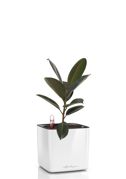 Фикус Эластика Абиджан 14/45 см в CUBE GLOSSY 16