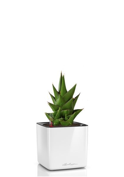 Сансевиерия Аббей Краун в CUBE Glossy 14