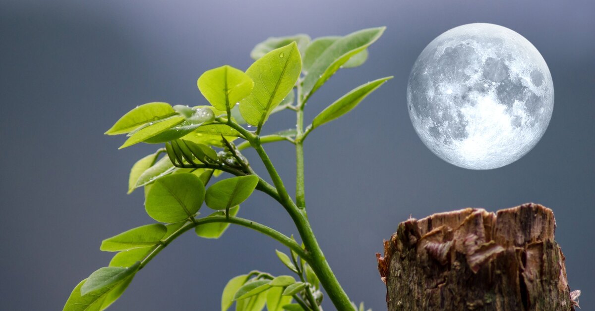 Пересадка комнатных растений по лунному календарю: декабрь 2025 Пересадка комнатных растений по лунному календарю: декабрь 2025