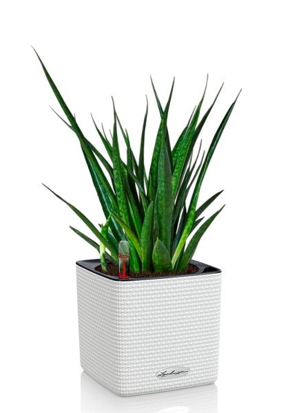 Сансевиерия Кирки 12/37 см в CUBE COLOR 14