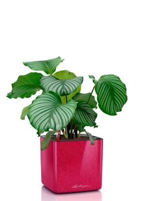 Калатея Орбифолия 12/40 см в CUBE GLOSSY KISS 14, вишнево-розовый блестящий