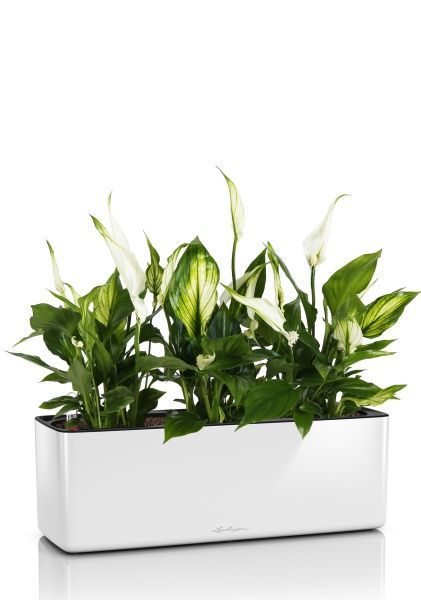 Спатифиллум в CUBE GLOSSY TRIPLE