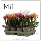 Фаленопсис 2 ствола Mix 18+ d9 см h25 см