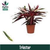 Строманта Триостар d19 см h80 см