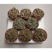 Литопс микс d8.5 см h1 см