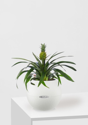 Ананас 12/40 см в PURO 20