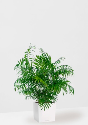 Хамедорея Элеганс 20/100 см в CUBE 30, белый блестящий Хамедорея Элеганс 20/100 см в CUBE 30, белый блестящий