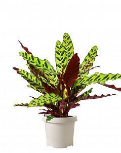 Калатея Лансифолия 17/60 см