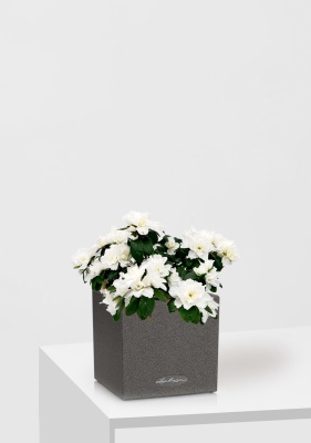 Азалия индика белая 12/25 см в CANTO STONE 14