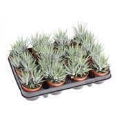 Хавортия фасциата Биг Бэнд d8.5 см h12.5 см