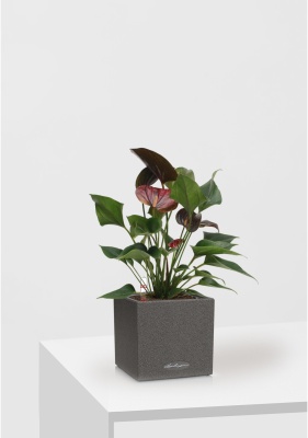 Антуриум Андре шоколадный 12/40 см в CANTO STONE 14 Антуриум Андре шоколадный 12/40 см в CANTO STONE 14