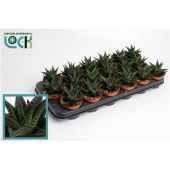 Хавортия лимифолия d8.5 см h15 см тип 2