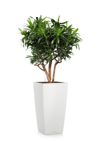 Драцена Песнь Ямайке СUBICO COLOR 30