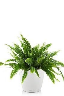 Нефролепис CLASSICO 21/40 см, белый