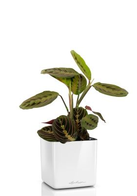 Маранта в CUBE Glossy 14, белый блестящий Маранта в CUBE Glossy 14, белый блестящий