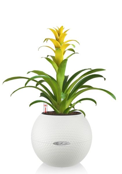 Гузмания желтая в PURO 20