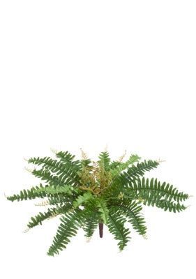 Папоротник Бостон Новый зелёный микс